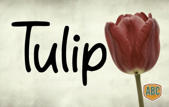 Tulip: A Versatile Font for Editorial Design